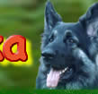 German Shepherd - Vodmochka Graffix Dog Embroidery Designs for Pfaff Home Embroidery Machines
