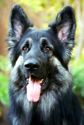 Shiloh Shepherd Portrait - Original Photo