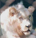 White Lion Portrait - Original Picture